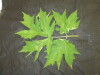 Thumbnail IMG_2023.JPG 