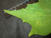 Thumbnail IMG_2025.JPG 