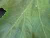 Thumbnail IMG_2026.JPG 
