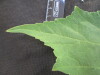 Thumbnail IMG_2027.JPG 