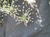 Thumbnail IMG_2032.JPG 