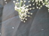 Thumbnail IMG_2033.JPG 