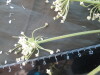 Thumbnail IMG_2035.JPG 