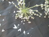 Thumbnail IMG_2036.JPG 