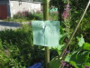 Thumbnail IMG_7975.JPG 