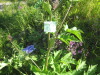 Thumbnail IMG_7976.JPG 
