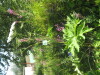 Thumbnail IMG_7978.JPG 
