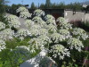 Thumbnail IMG_7980.JPG 
