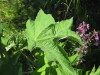 Thumbnail IMG_7981.JPG 