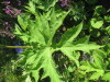 Thumbnail IMG_7982.JPG 