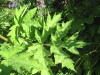 Thumbnail IMG_7983.JPG 