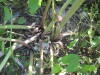 Thumbnail IMG_7984.JPG 