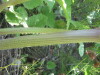 Thumbnail IMG_7985.JPG 