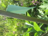 Thumbnail IMG_7986.JPG 