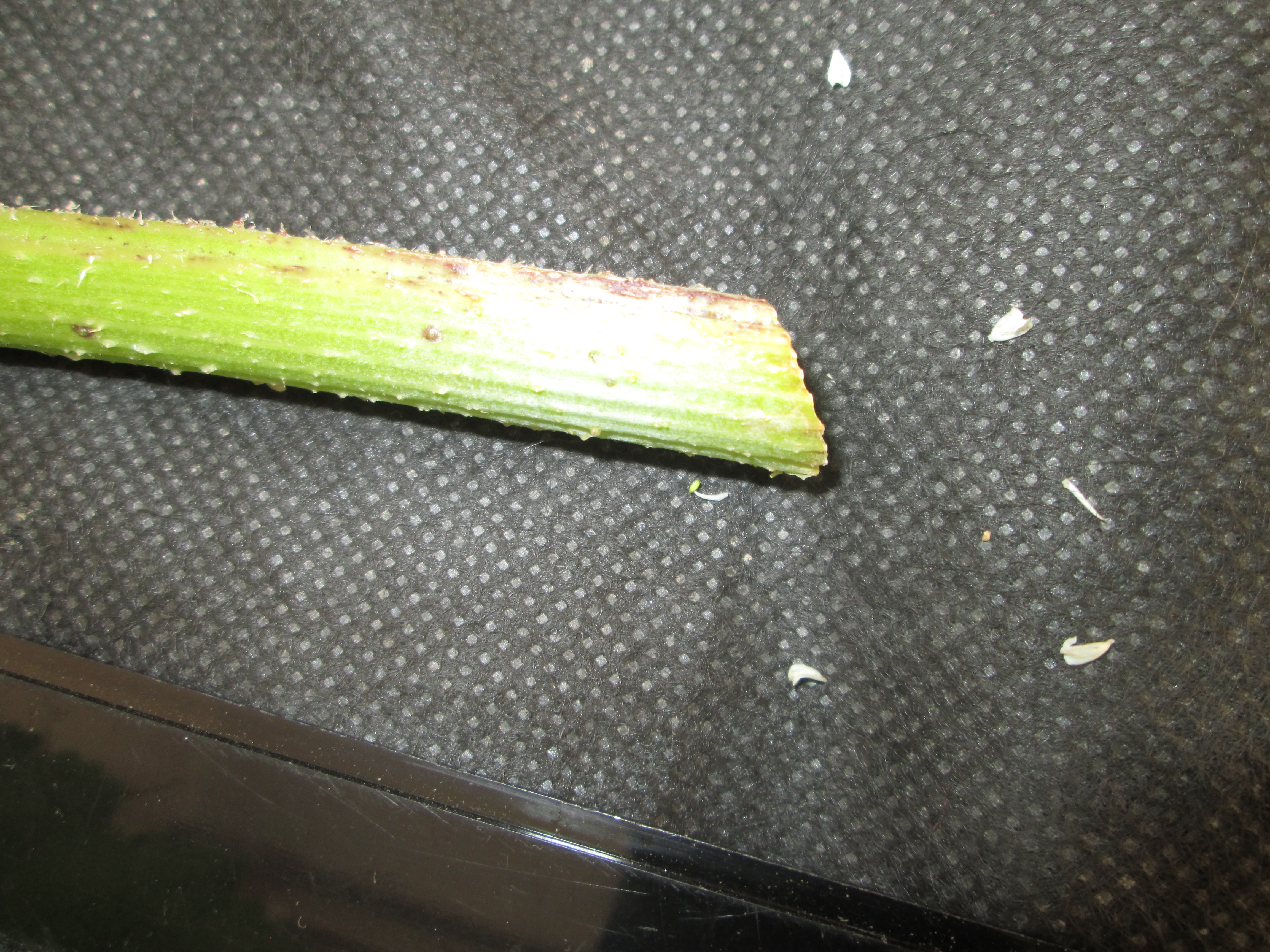 IMG_2024.JPG 
