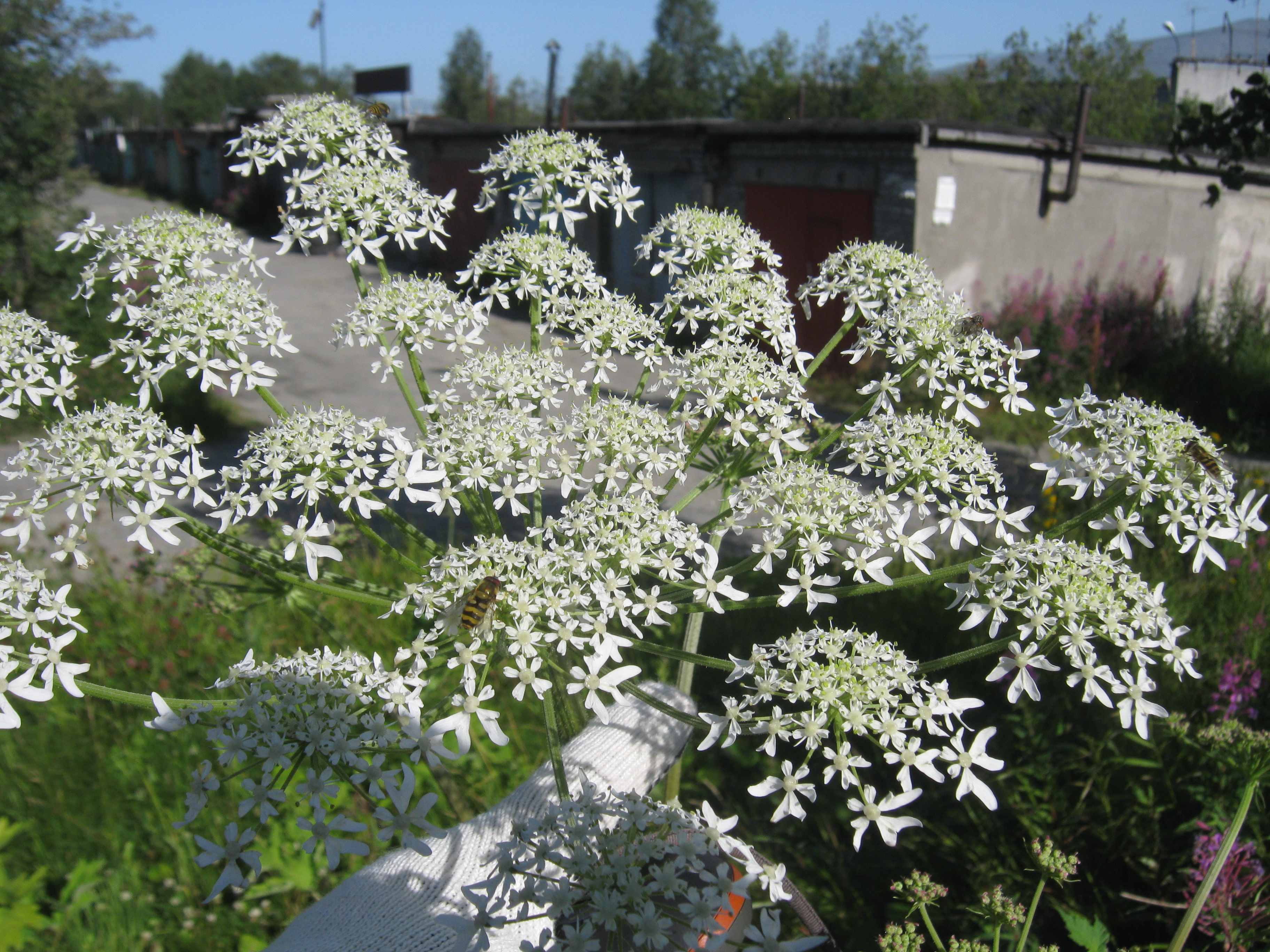 IMG_7980.JPG 