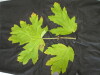 Thumbnail IMG_2259.JPG 