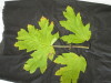 Thumbnail IMG_2260.JPG 