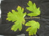 Thumbnail IMG_2261.JPG 