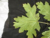 Thumbnail IMG_2262.JPG 