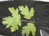 Thumbnail IMG_2263.JPG 