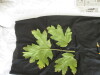 Thumbnail IMG_2264.JPG 