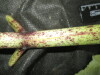 Thumbnail IMG_2265.JPG 
