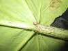 Thumbnail IMG_2266.JPG 