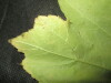 Thumbnail IMG_2267.JPG 