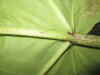 Thumbnail IMG_2268.JPG 