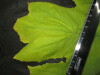 Thumbnail IMG_2269.JPG 