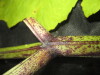 Thumbnail IMG_2270.JPG 