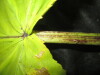 Thumbnail IMG_2271.JPG 