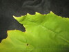 Thumbnail IMG_2272.JPG 