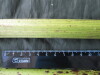 Thumbnail IMG_2274.JPG 