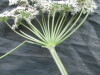 Thumbnail IMG_2275.JPG 