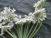 Thumbnail IMG_2276.JPG 