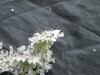 Thumbnail IMG_2277.JPG 