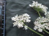 Thumbnail IMG_2279.JPG 