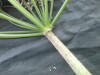 Thumbnail IMG_2280.JPG 