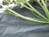 Thumbnail IMG_2281.JPG 
