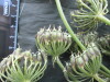 Thumbnail IMG_2282.JPG 