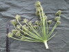 Thumbnail IMG_2283.JPG 