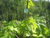 Thumbnail IMG_7988.JPG 