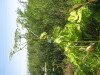 Thumbnail IMG_7990.JPG 