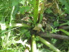 Thumbnail IMG_7991.JPG 