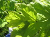 Thumbnail IMG_7992.JPG 
