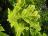 Thumbnail IMG_7993.JPG 