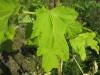Thumbnail IMG_7994.JPG 