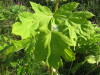 Thumbnail IMG_7995.JPG 
